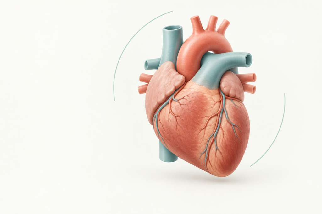 Conceptual illustration of a human heart in warm coral and teal