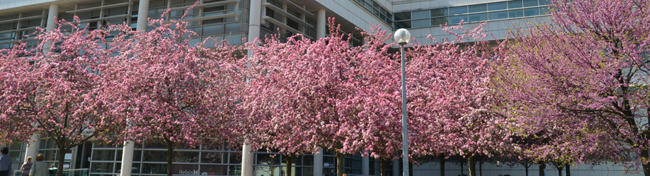 Institut de Cardiologie building at Pitié-Salpêtrière, behind flowering trees