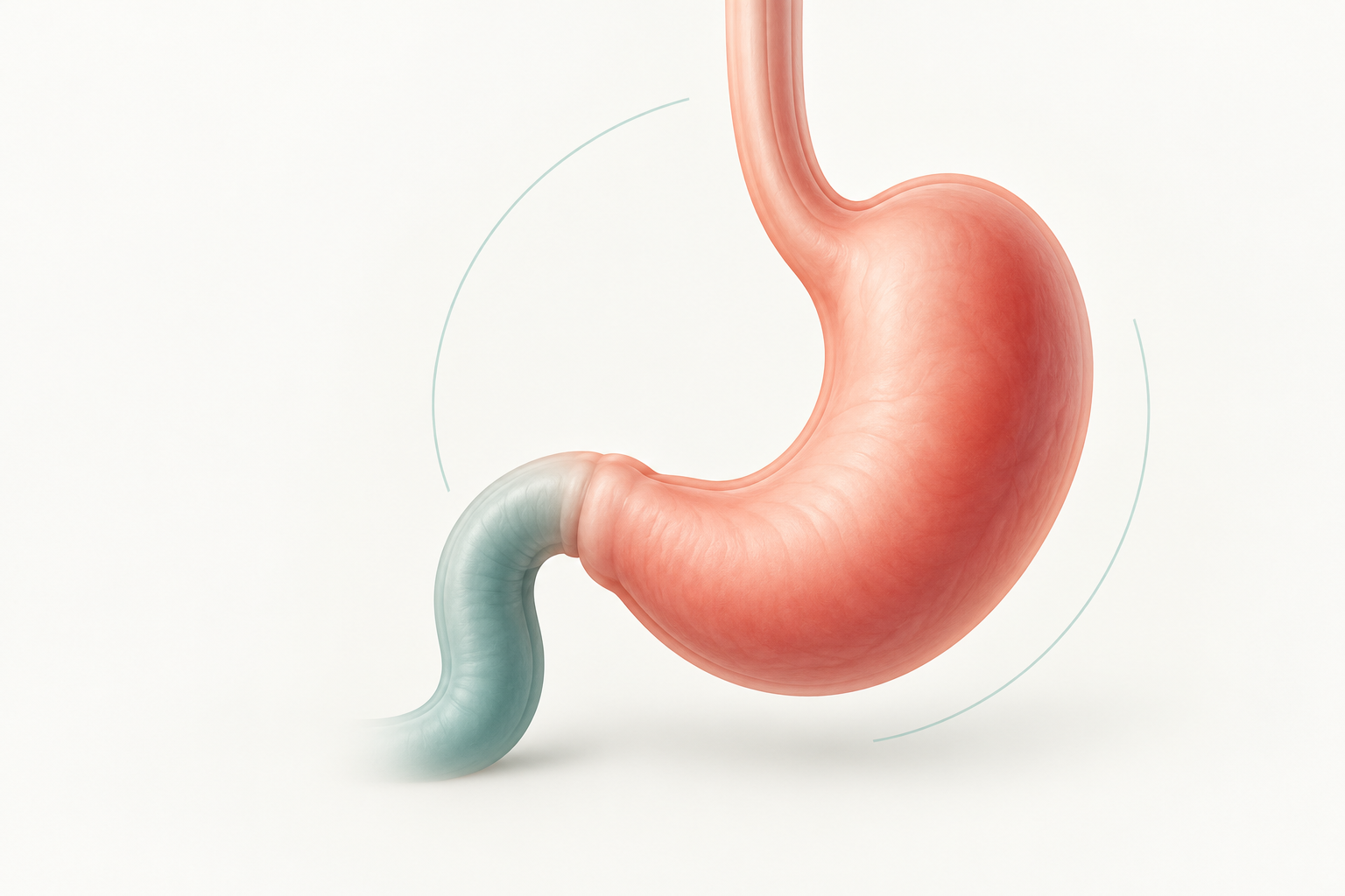 Illustration of the human stomach with the oesophagus above and the start of the small intestine